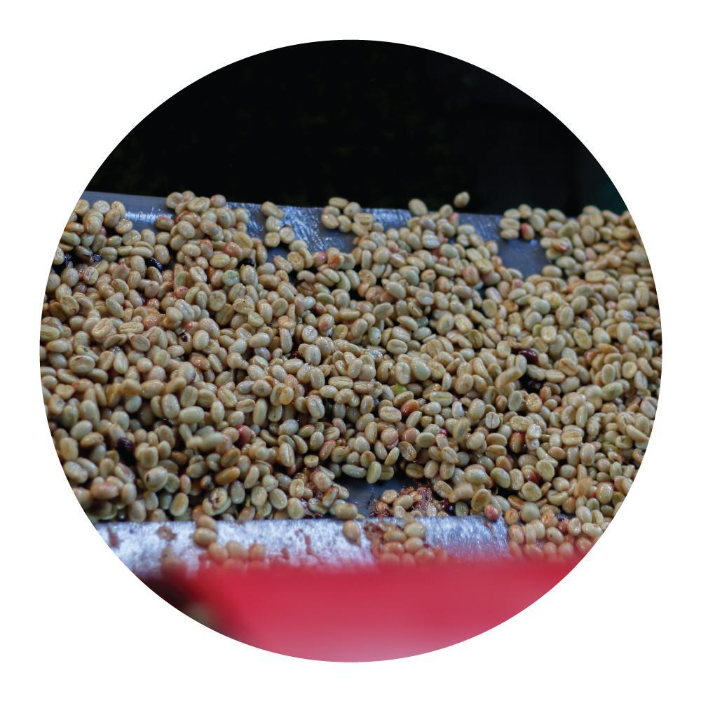 San Ignacio | Swiss Water® Process Decaf from Peru