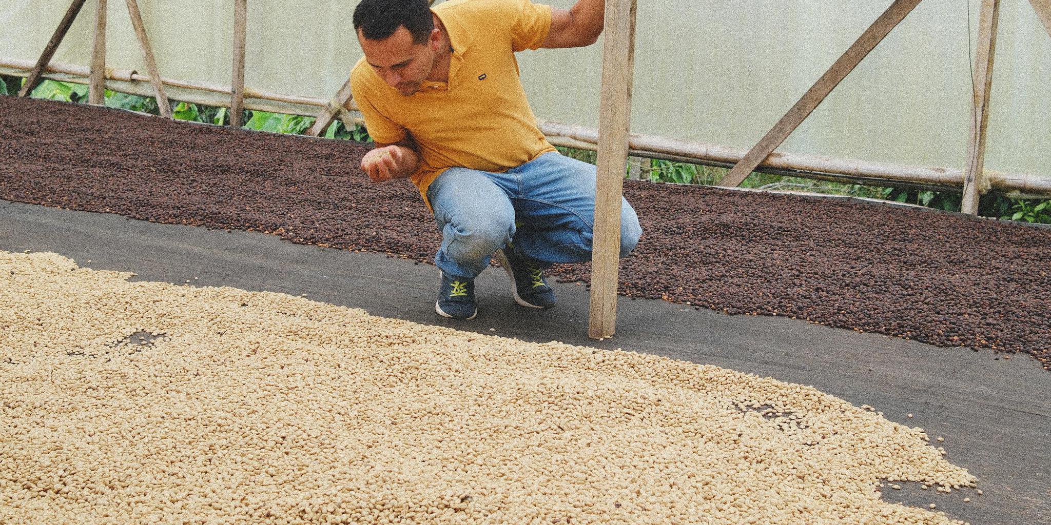 Gildardo Perdomo Rodriguez • Washed-Processed Gesha from Finca La Providencia