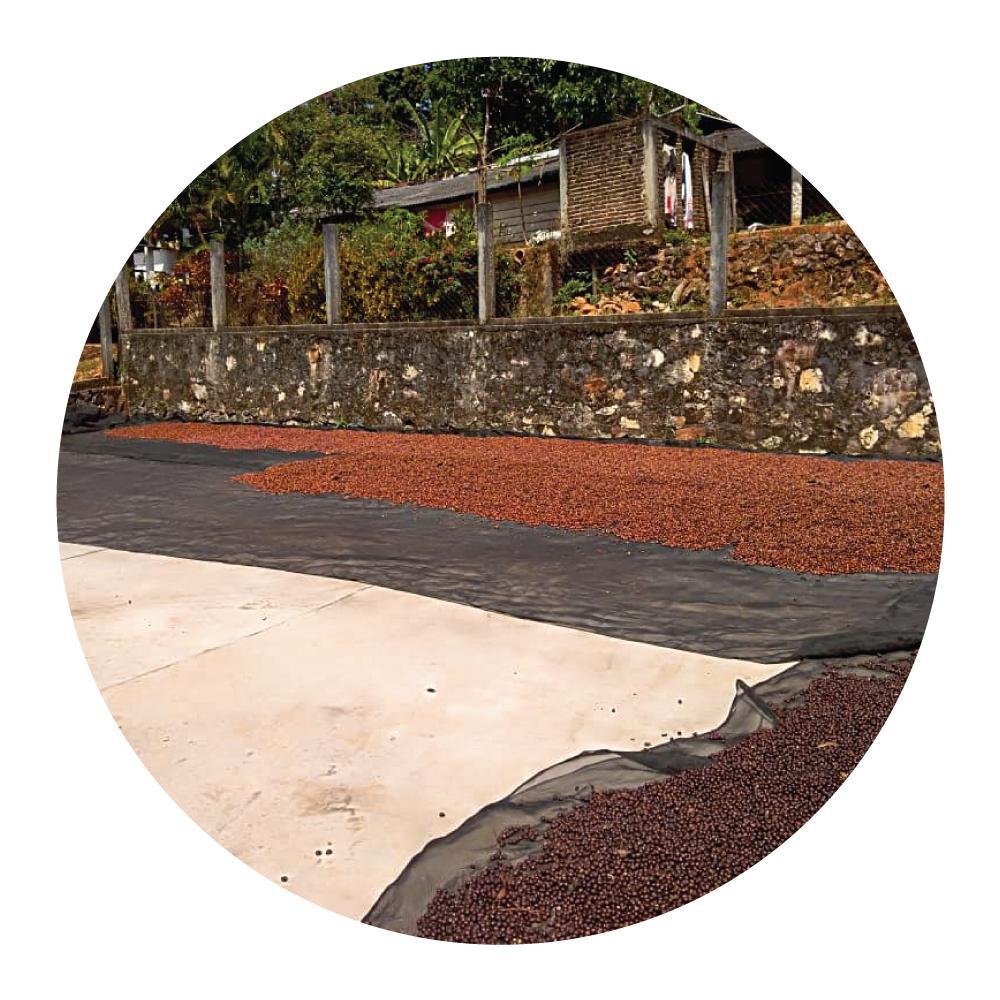 Finca Cerro Azul | Anaerobic Bourbon from Mexico