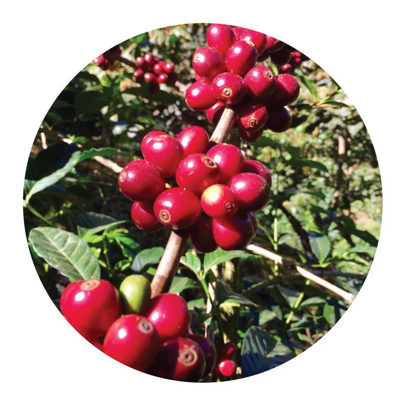 El Zapote Y Anexos | Natural Red Catuai One of a Kind Auction from Guatemala