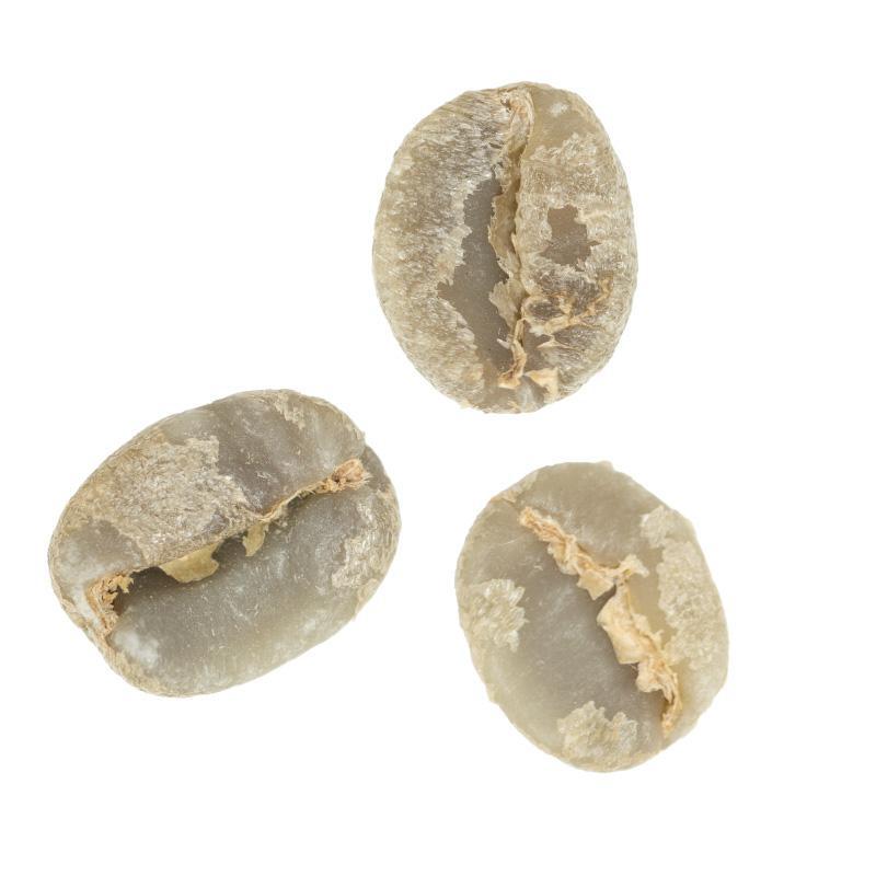 Finca La Esperanza | Aurelio Villatoro's Pick Washed Caturra from Guatemala