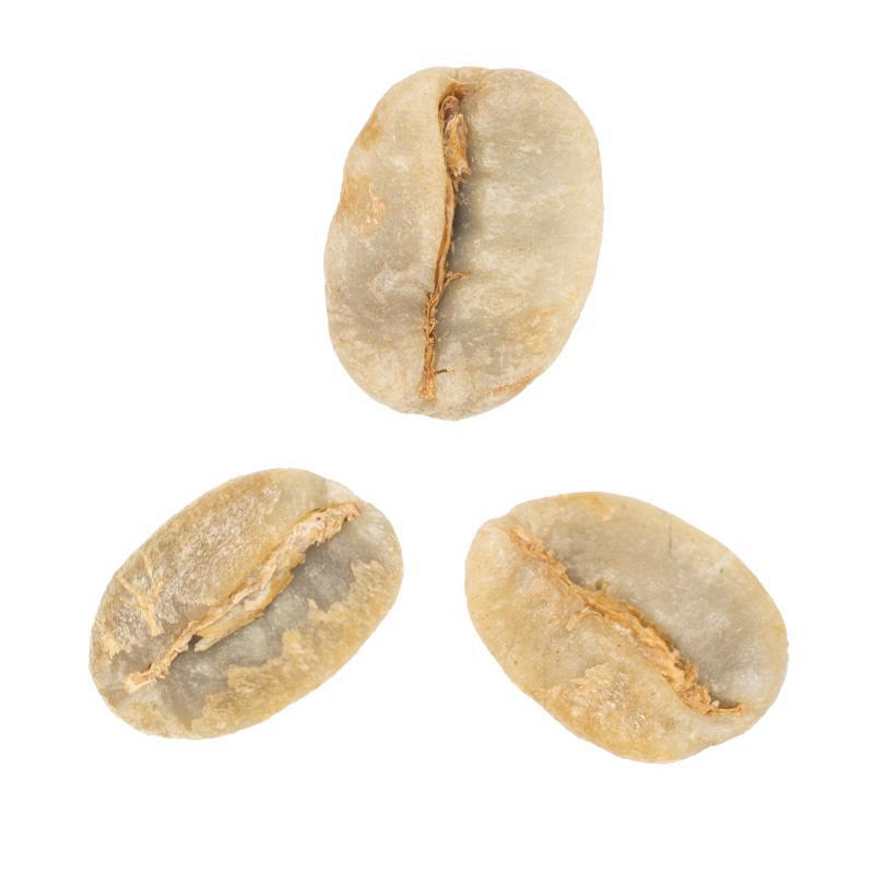 Loma La Gloria | Yellow Honey Red Bourbon from El Salvador