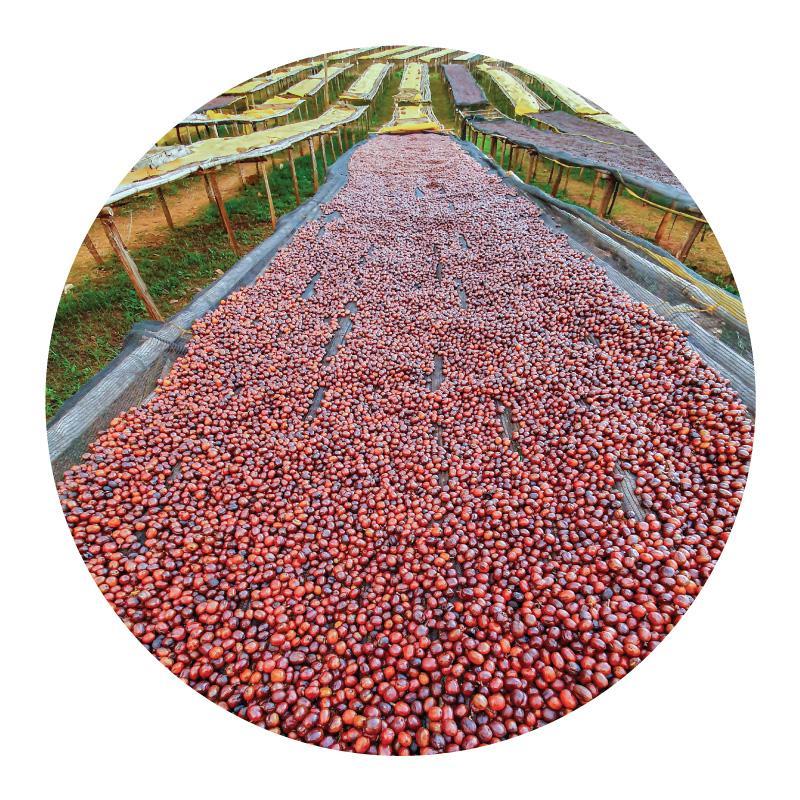 Guji Producers • Natural-Processed Swiss Water Decaf Heirloom