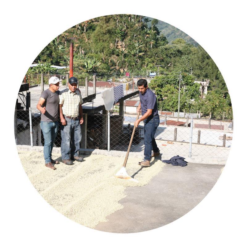 Finca La Esperanza | Punta Del Cerro Washed Caturra from Guatemala