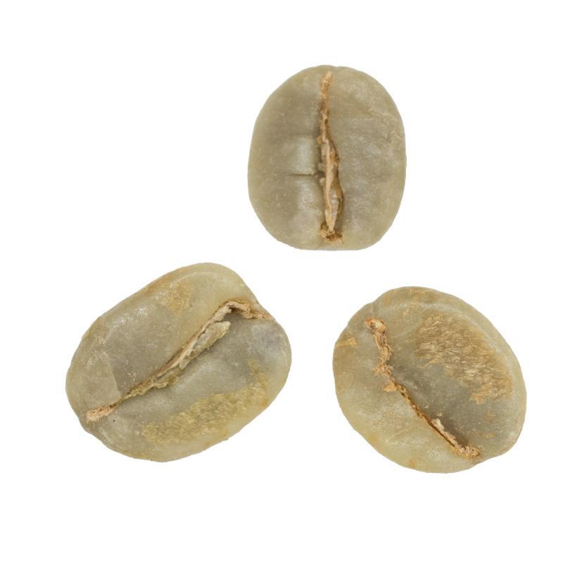 Eugene Altieri • Washed-Processed Caturra