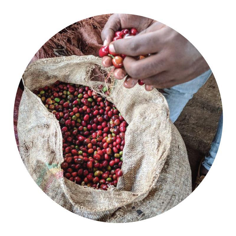 Koke Washing Station | Honey Heirloom Varieties from Ethiopia