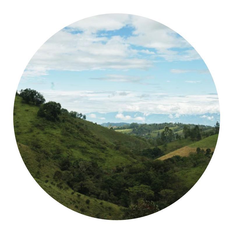 Jairo Ruiz • Washed-Processed Gesha from Finca Juan Martin