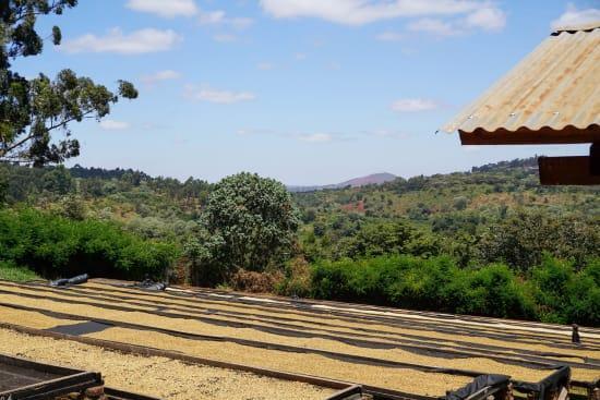 Luyombe Washing Station • Washed-Processed Peaberry Bourbon