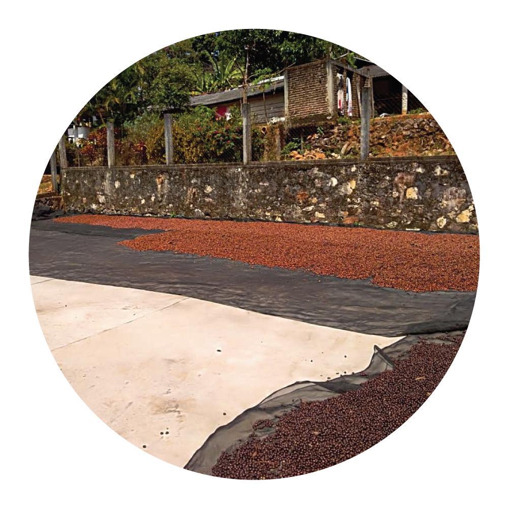 Finca Cerro Azul • Anaerobic Bourbon