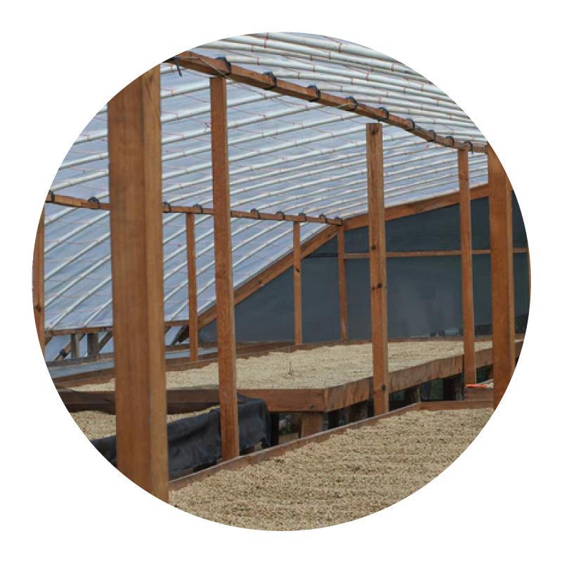 Marcala Producers • Washed-Processed Swiss Water Decaf