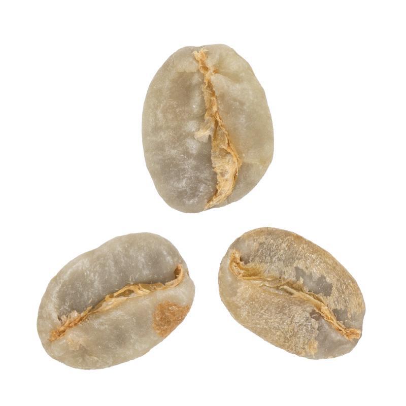 Suchini Family • Anaerobic-Natural-Processed Gesha from El Gigante Coffee Estate