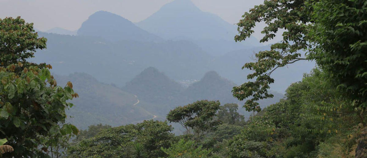 Chiapas Producers • Decaffeinated Caturra, Typica & other Washed Varieties