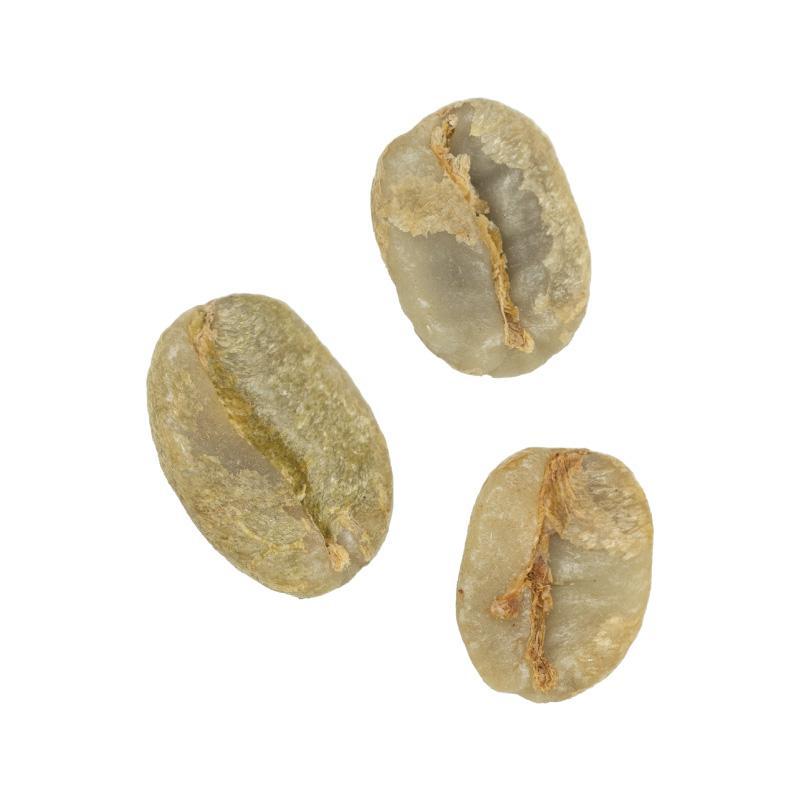 July Jumbo • Washed-Processed Typica