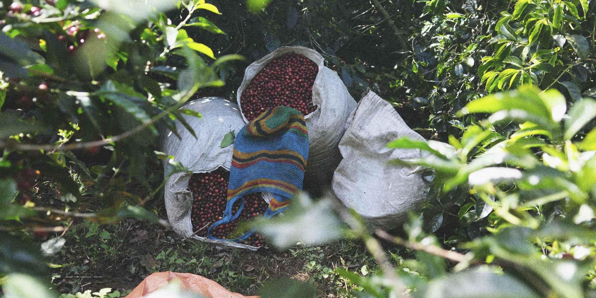 Emmanuel Solís • Honey-Processed Catuai
